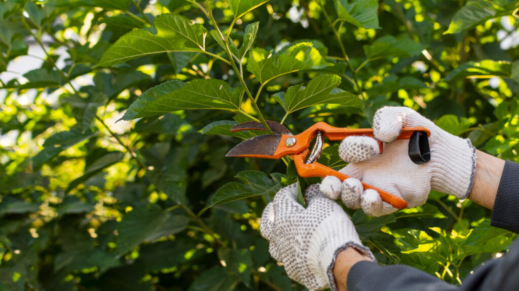 Entretien jardin par un professionnel